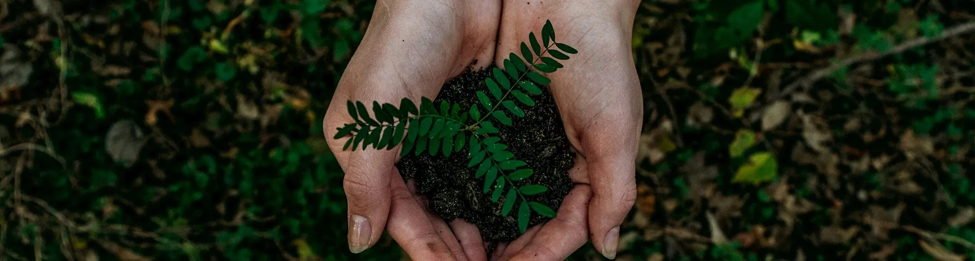 CS About Sustainability
